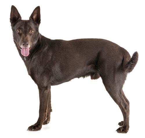 Red best sale kelpie dog